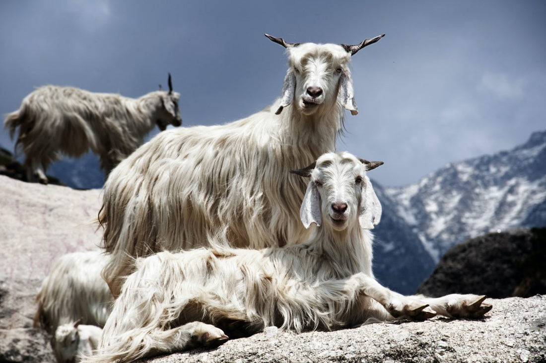 Everything You Want to Know About Pashmina